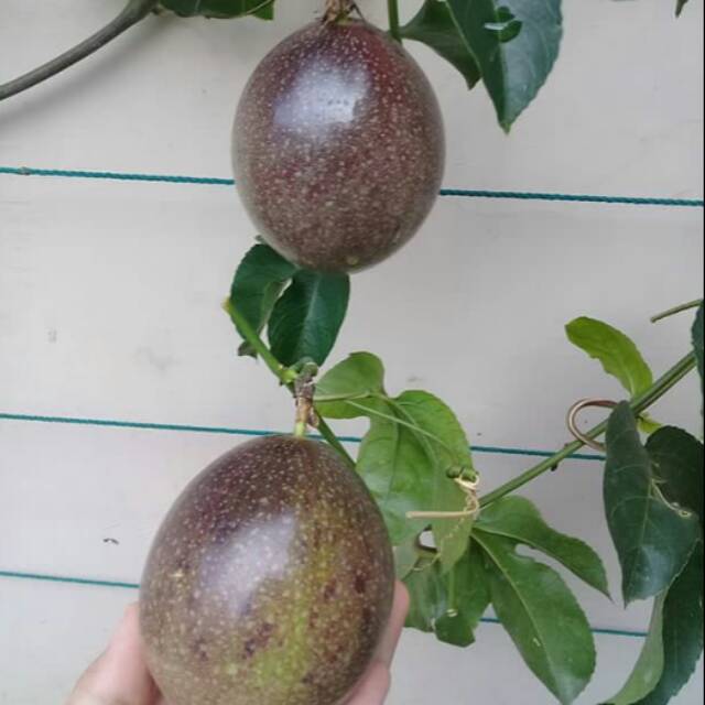 

Buah markisa