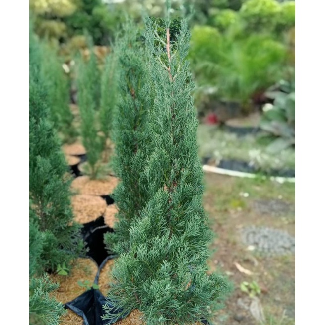 Cemara lilin tinggi -+50 cm