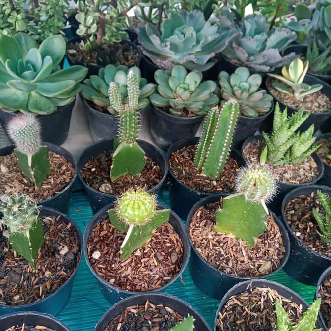 Tanaman Hias Kaktus Sukulen / Mini Paket Hemat 10 Jenis