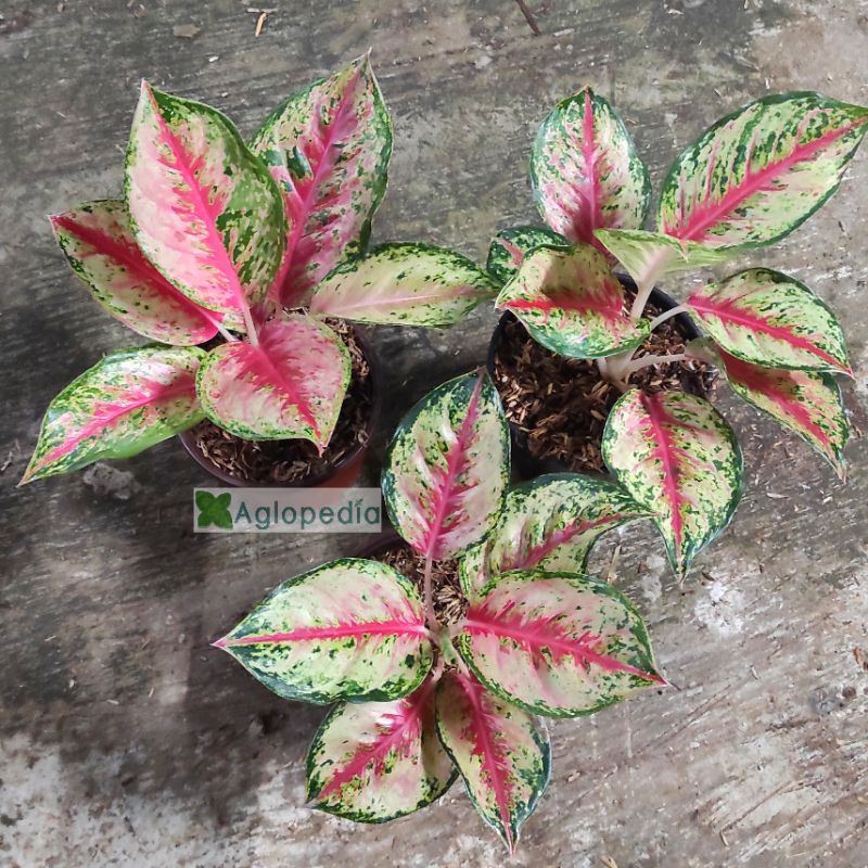 Aglonema Sweet Dream ( SWEETDREAM) Aglopedia