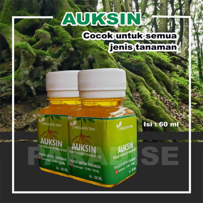 Auksin perangsang akar tanaman