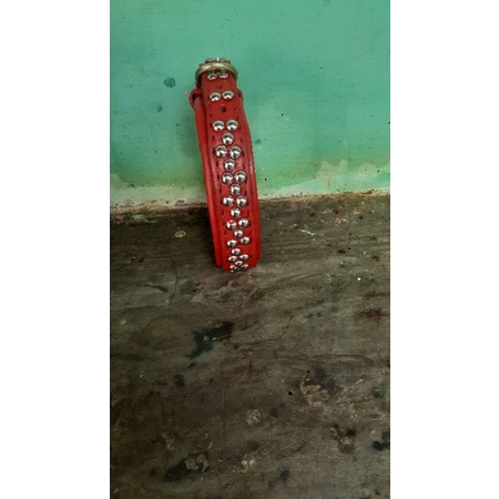 kalung anjing kampung
