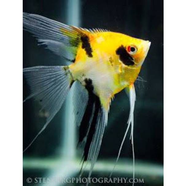 

manfish tri color