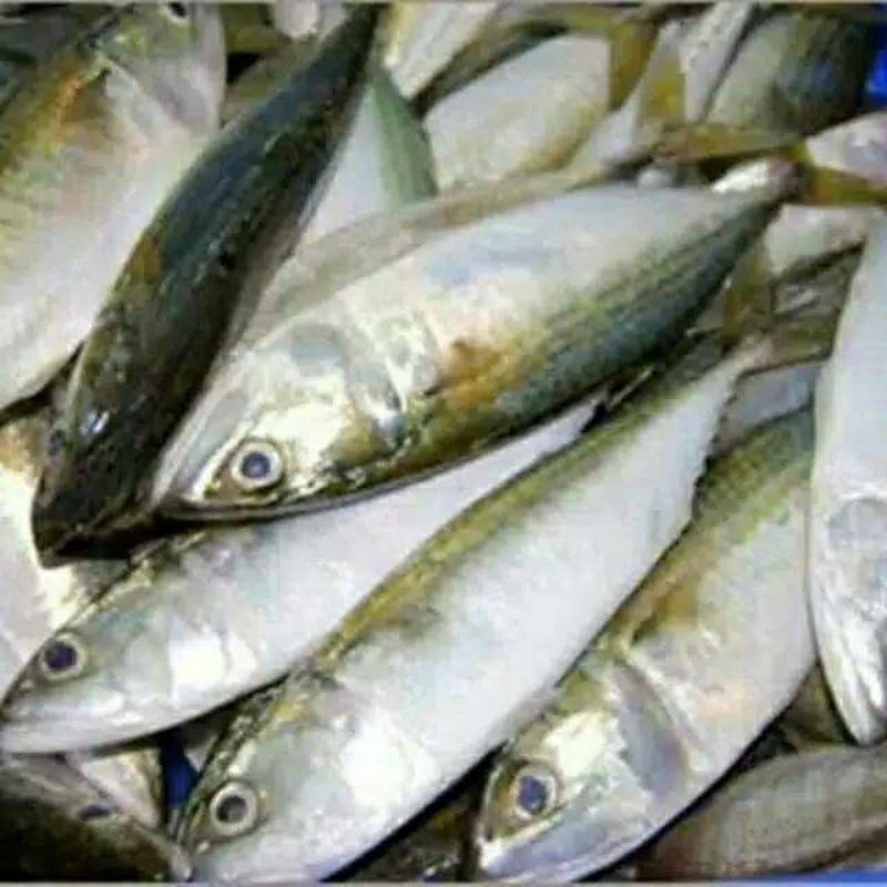 

Ikan Kembung BANJAR
