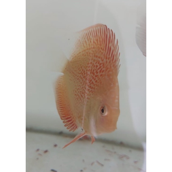 Discus Leopard Snake Skin 2in Grade A