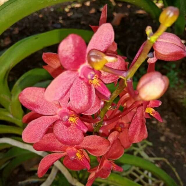 Anggrek Vanda Mokara Merah Dewasa