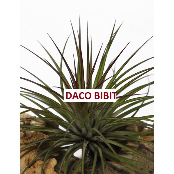 TANAMAN TILLANDSIA MAGNUSIANA