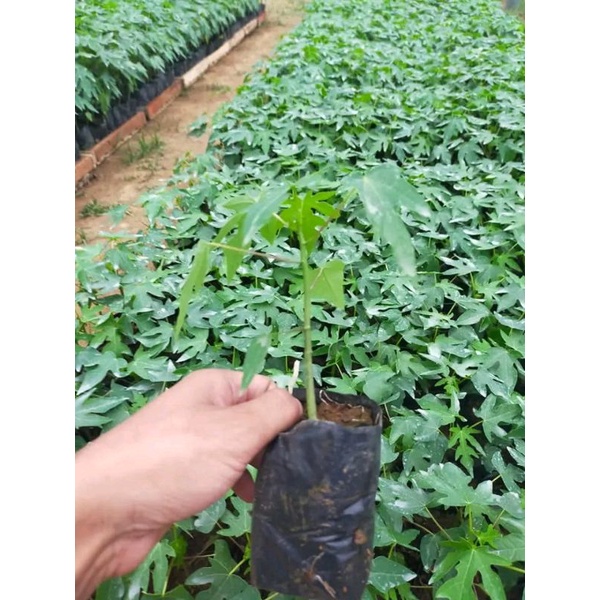 bibit pepaya California super