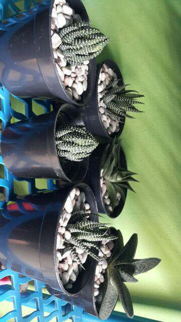 Sukulen Murah Dan Hemat Dengan Berbagai Macam Variant Sudah Termasuk Pot 10cm