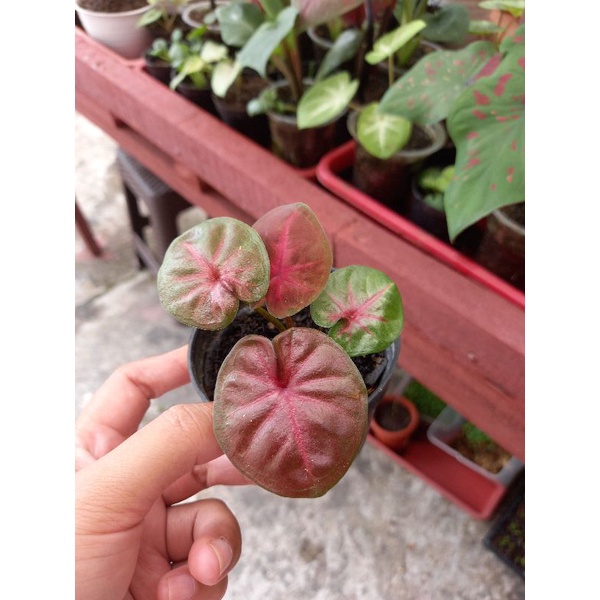 Caladium red sweety