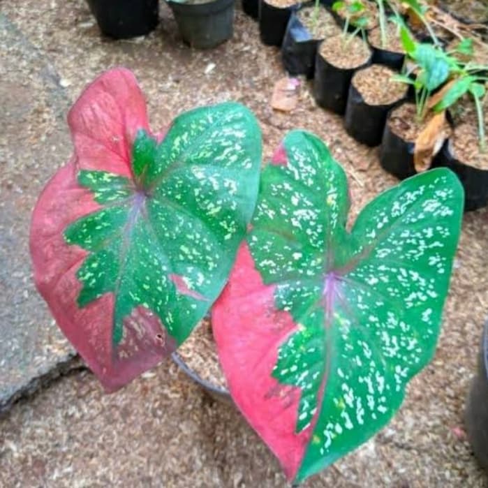 tanaman hias keladi baret - keladi baret - tamaman keladi baret