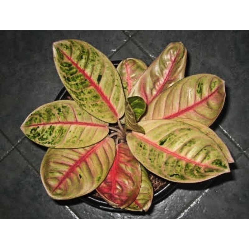 Aglonema dona carmen mutasi mewah