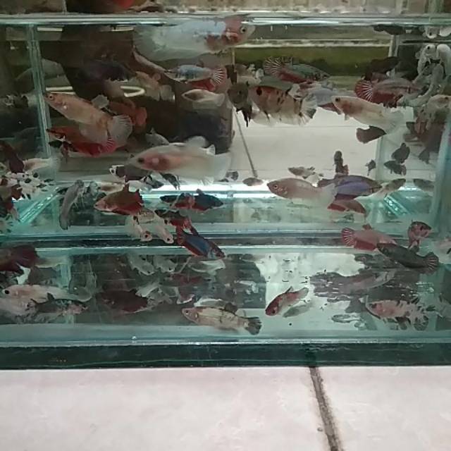 

Cupang koi,funcy,plakat (dikirim random)
