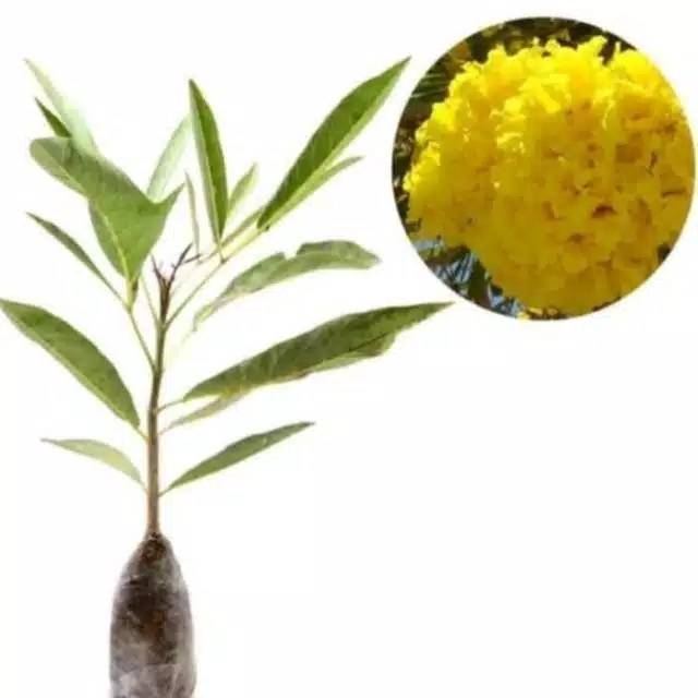 Tanaman hias tabebuya bunga kuning - Pohon tabebuya - Bibit Pohon Tabebuya