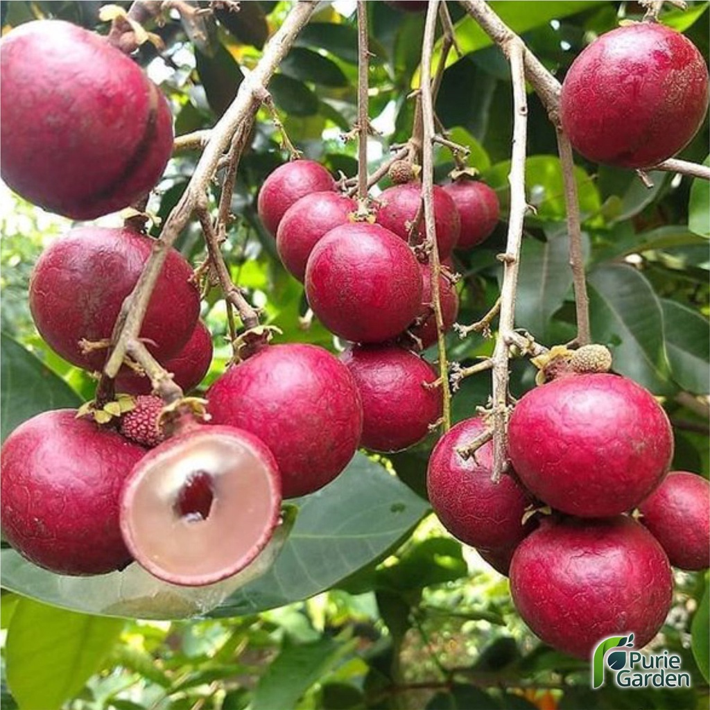 Bibit Tanaman Buah Kelengkeng Merah Red Ruby Longan PG KDR