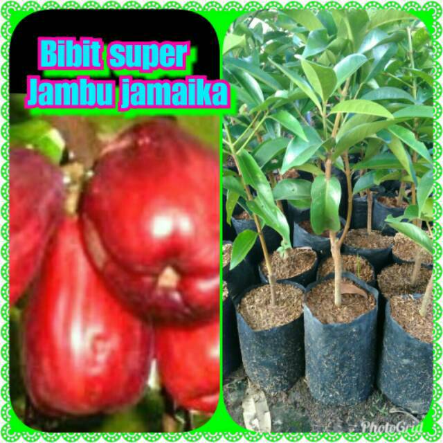 

Bibit pohon jambu jamaika