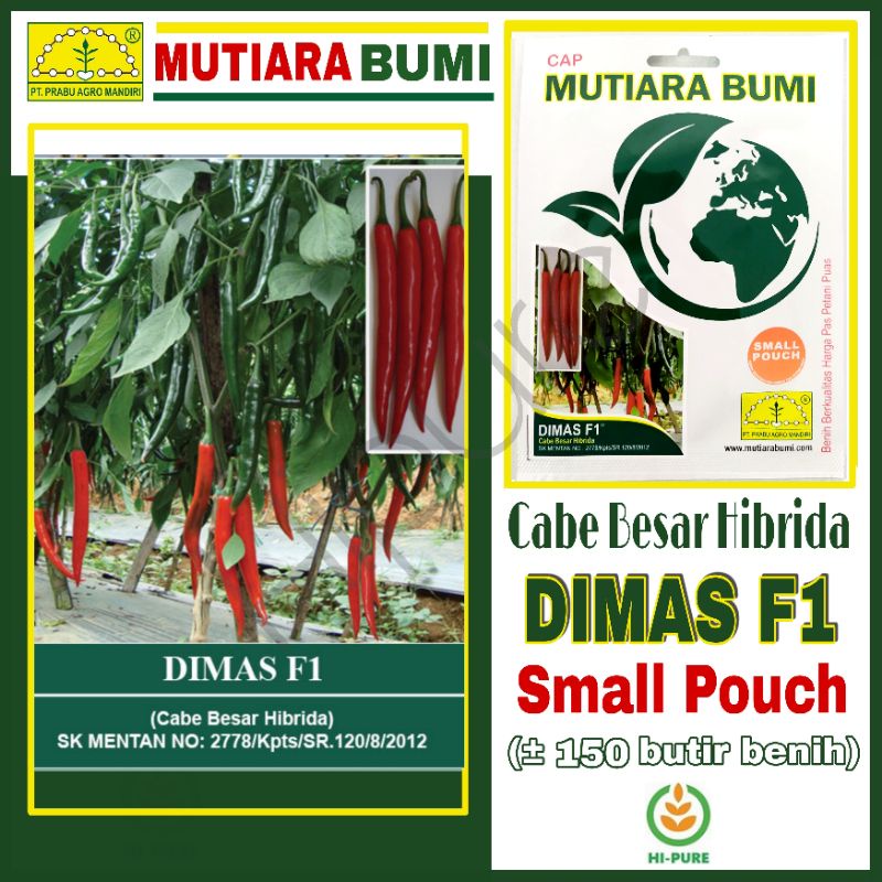 BENIH CABE CABAI BESAR HIBRIDA DIMAS F1 ISI 150 BENIH TOLERAN TERHADAP ANTRAKNOSA ORIGINAL CAP MUTIA