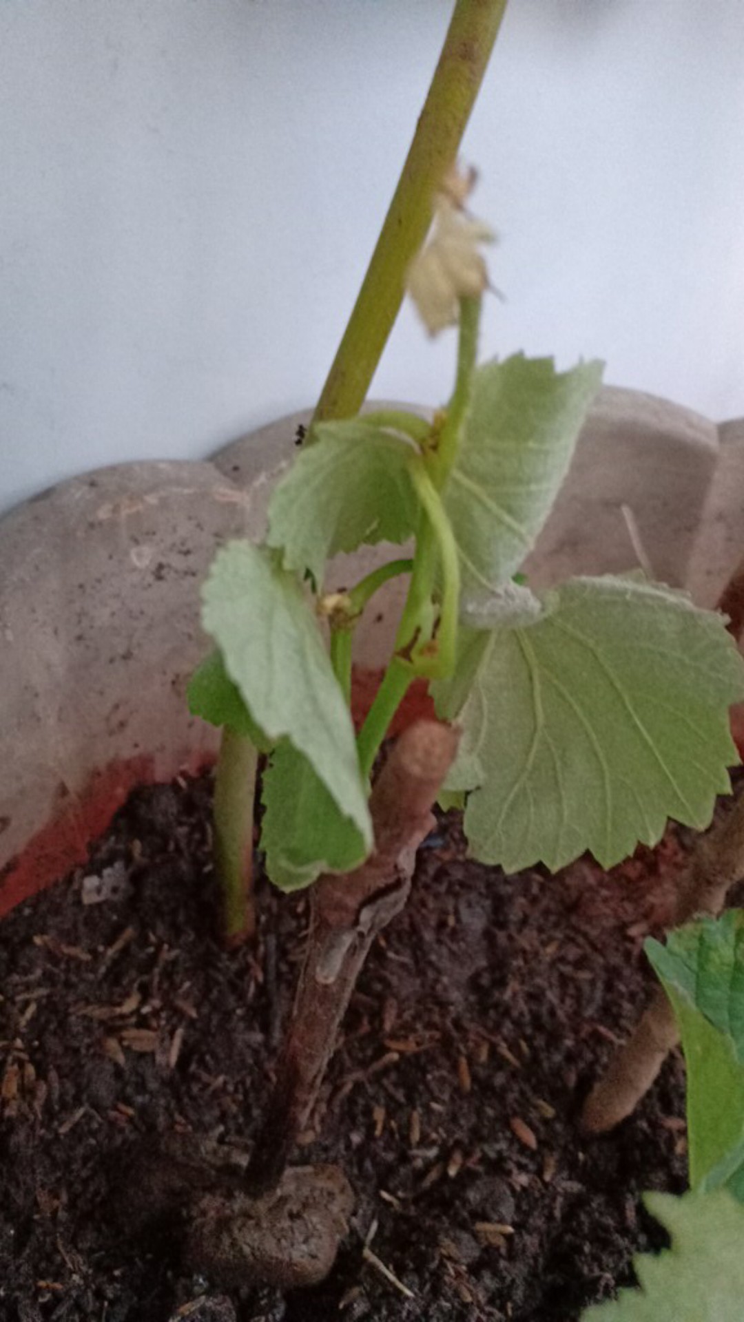 Bibit Anggur Yellow Belgia Super