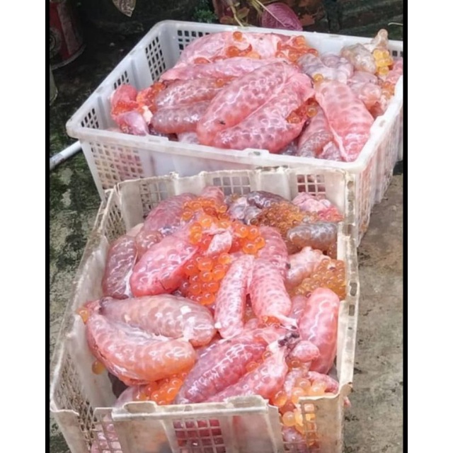 Telur Ikan Manyung 500gram/1kg