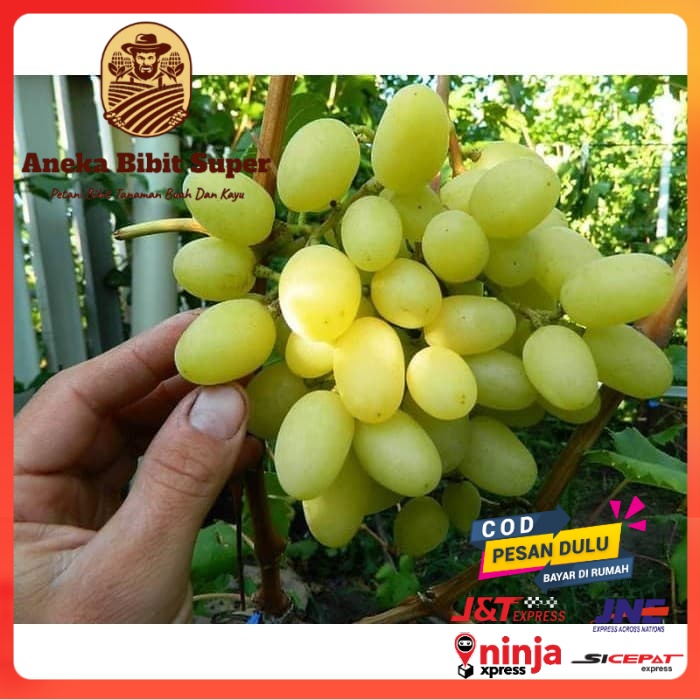 Bibit anggur import Landysh Grafting