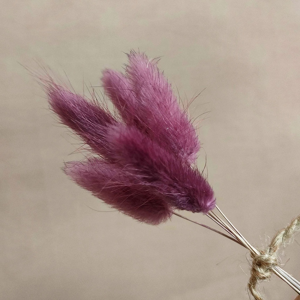 Dried Flower Candy Colour Lagurus/ Rabbit Tail Bunga Kering Import Asli Dekorasi Hias Buket