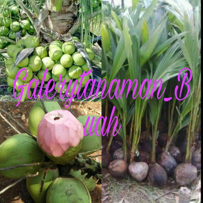 KELAPA WULUNG HIBRIDA