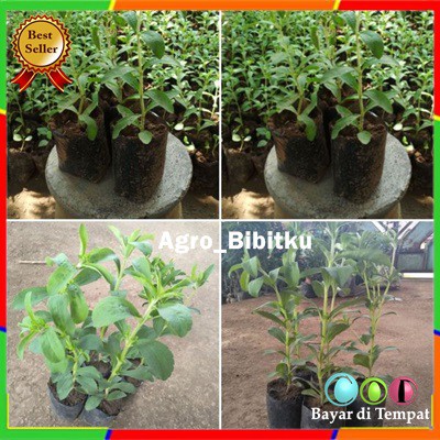 ISI 5 Bibit Daun Stevia Benih Tanaman Daun Stevia ASLI Super