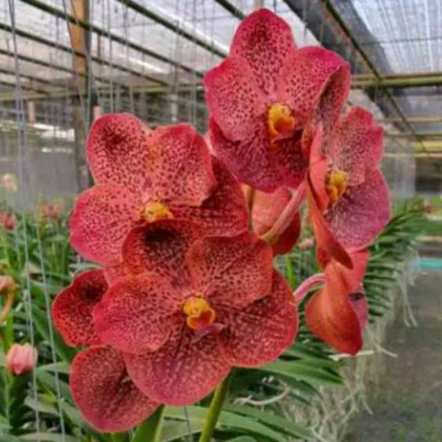 Anggrek Vanda Merah Dewasa bunga besar