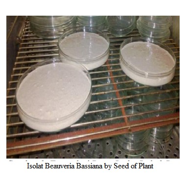 

Isolat Jamur Entomopatogen Beauveria Bassiana