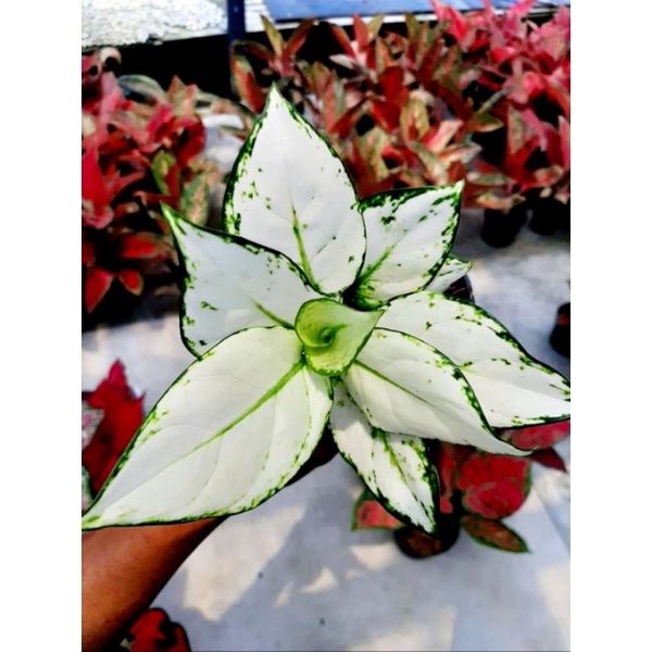 Aglonema Super White Ekslusive / Tanaman Hias Aglonema Super White Murah Indah Siap Pajang / Tanaman