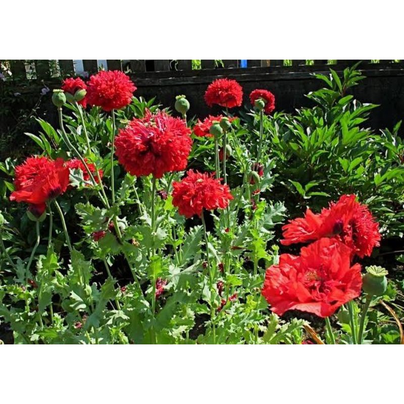 Benih Bibit Bunga Poppy Peony Scarlet