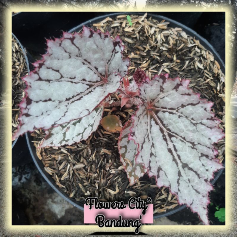 Begonia rex silver - tanaman hias MURAH