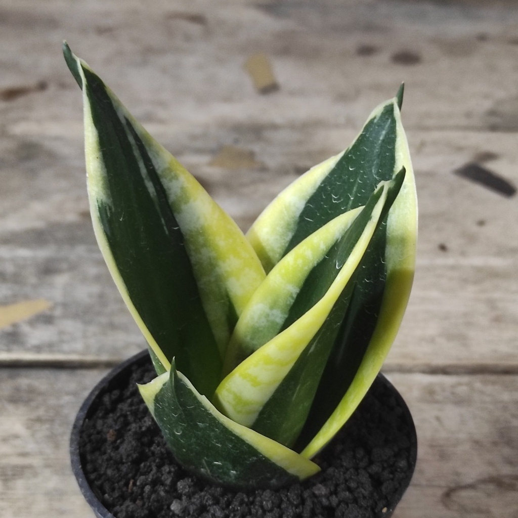 SANSEVIERIA JADE DWARF