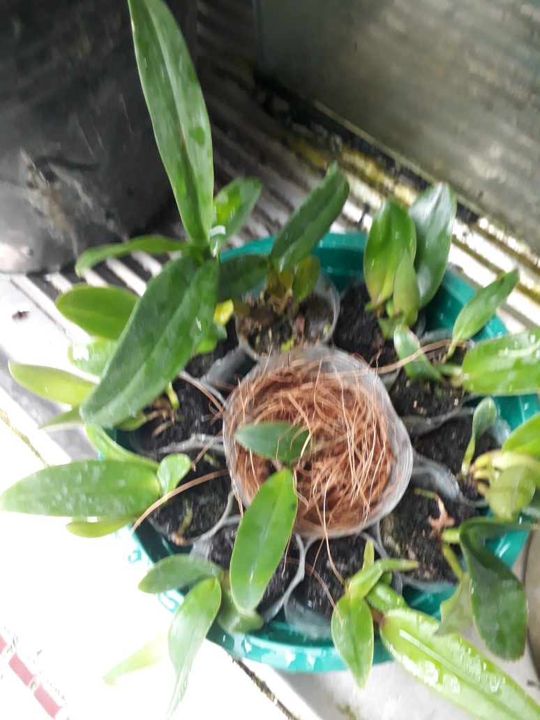 Sedling Anggrek Cattleya