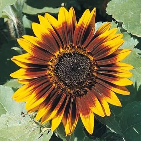 Benih Biji Sunflower Ring Of Fire Bunga Matahari Shopee Indonesia