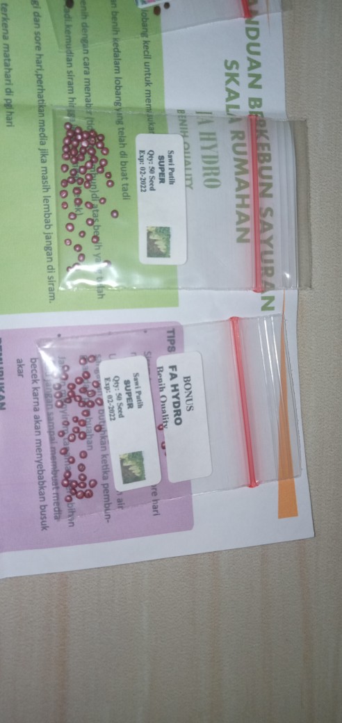 5 Biji - Benih Paprika Merah Red Star F1, Bibit Paprika F1 Cocok Disemua Dataran