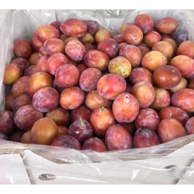 

Buah Sugar Plum Australia Fresh Import