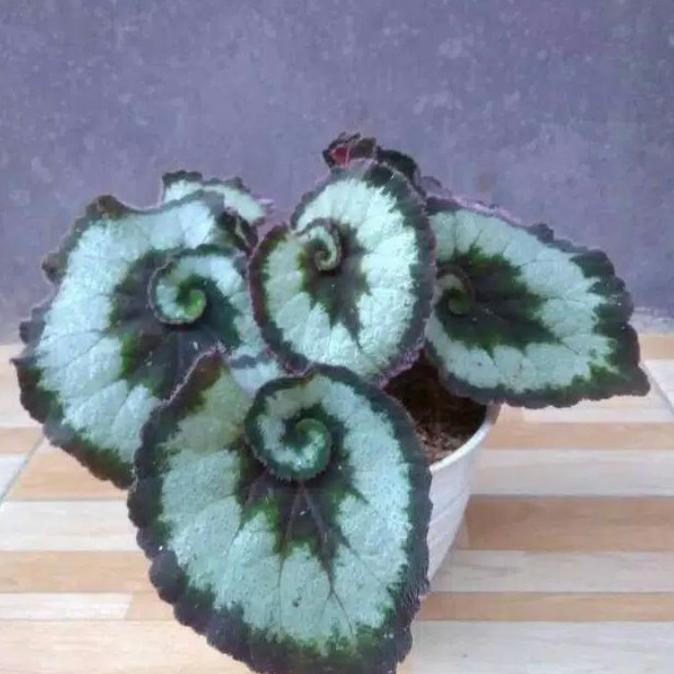 Tanaman Hias Begonia Escargot-Begonia Keong