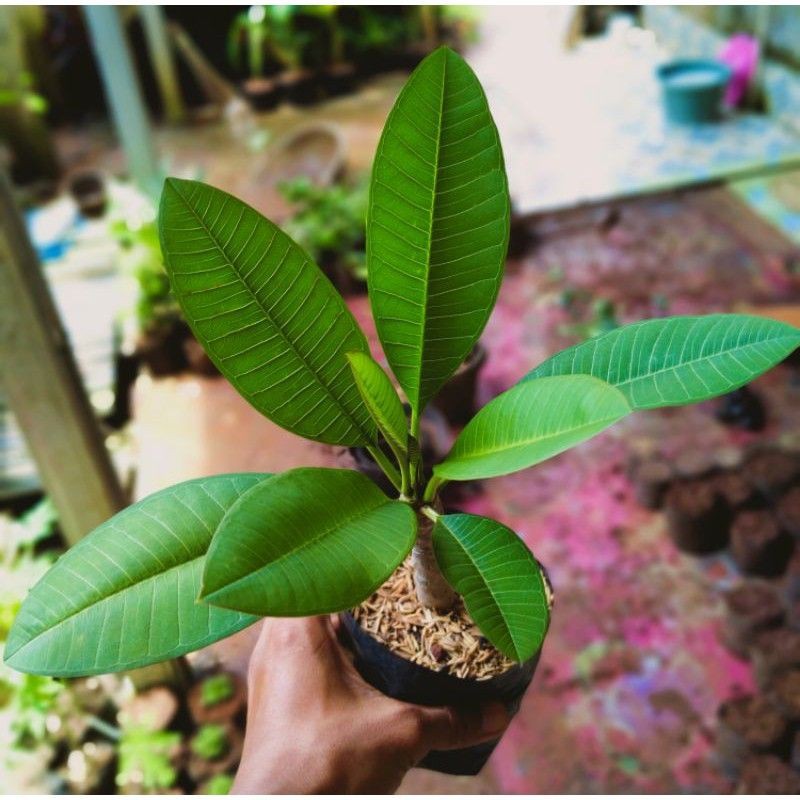 POHON KAMBOJA BALI BUNGA PUTIH ( BIBIT TANAMAN)