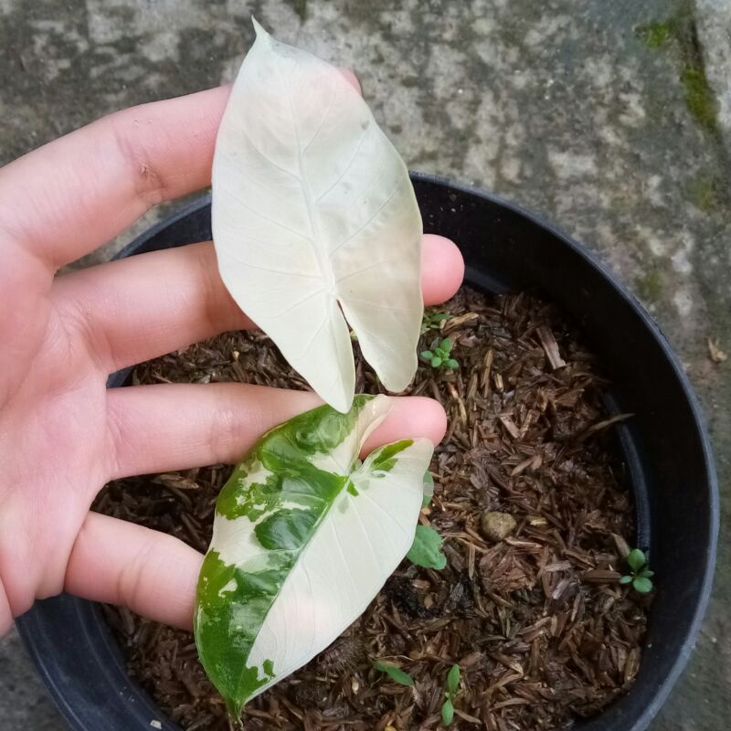 Baby Alocasia Macrorrhiza Variegata / Sente Varigata