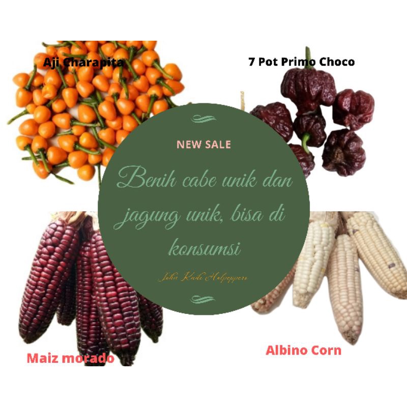 Bibit Benih Cabai impor-super pedas-Aji charapita-7 pot primo choco- jagung pulut ungu-jagung albino