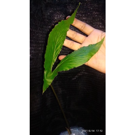 cyrtosperma hambalii