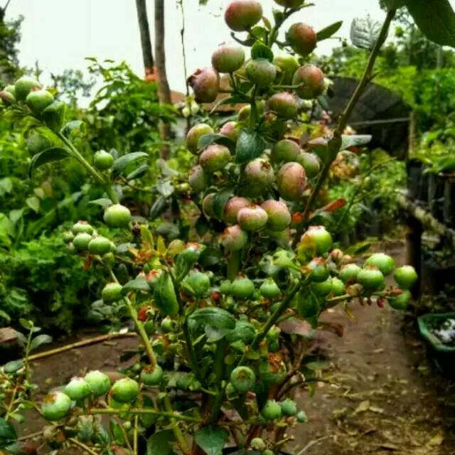 Bibit pohon blueberry/pohon blueberry/berbuah