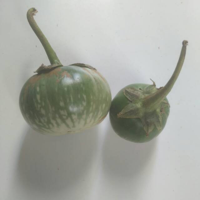 

Terong bulat hijau / 250 gram