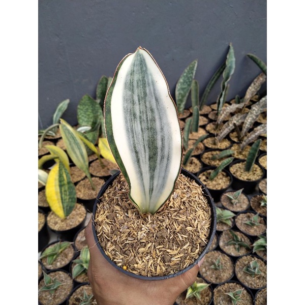 sensivera mason varigata putih