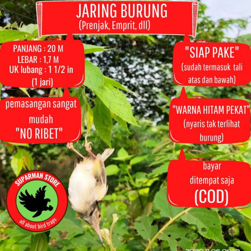 JARING BURUNG PRENJAK JARING BURUNG CIBLEK JARING BURUNG EMPRIT JARING EMPRIT JARING PIPIT JARING