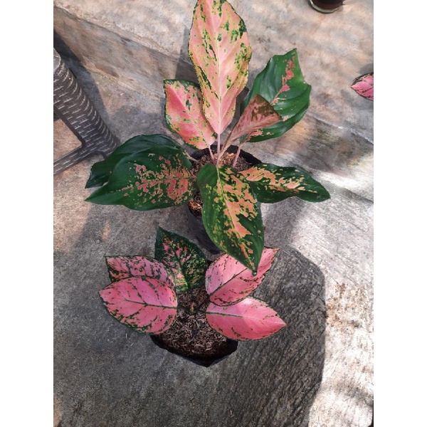 paket aglonema ledy valentine dan kocin kuning