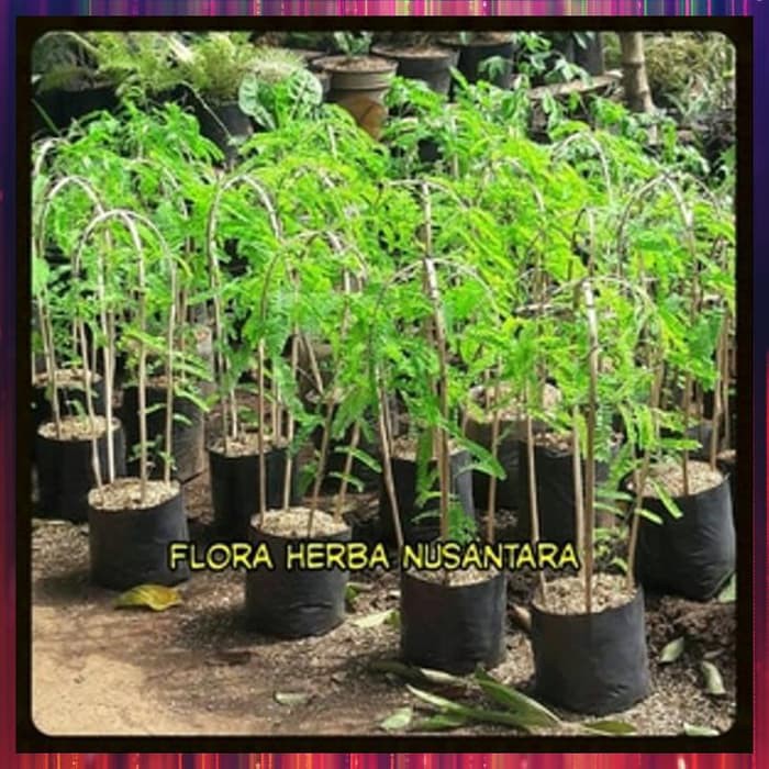 Bibit Saga Rambat Bibit Daun Saga Pohon Saga Obat Batuk Sariawan Panas Dalam