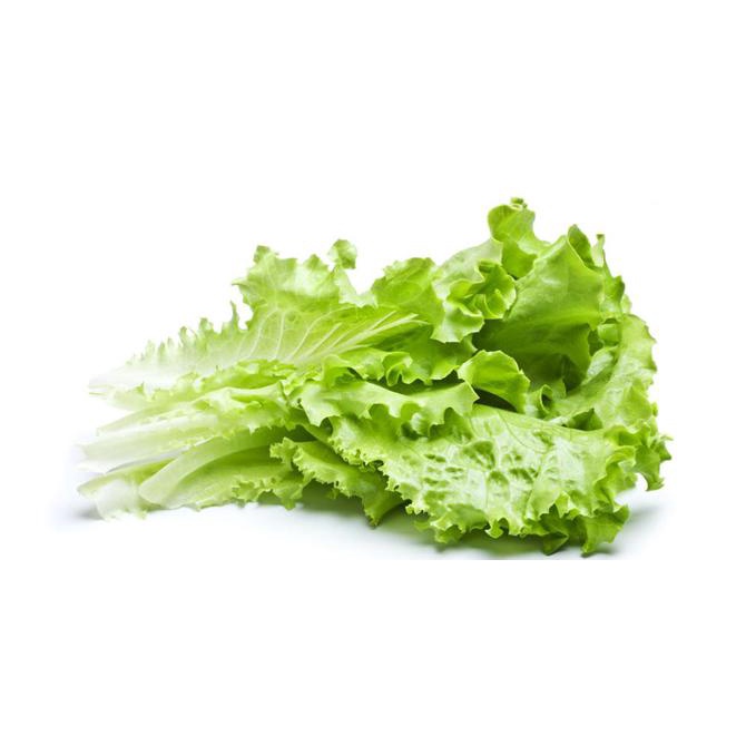 

Daun Selada Sayur Lettuce Salada Segar 250 gram SAYUR ONLINE MONA SAYUR BANDUNG | PESAN ANTAR FRESH