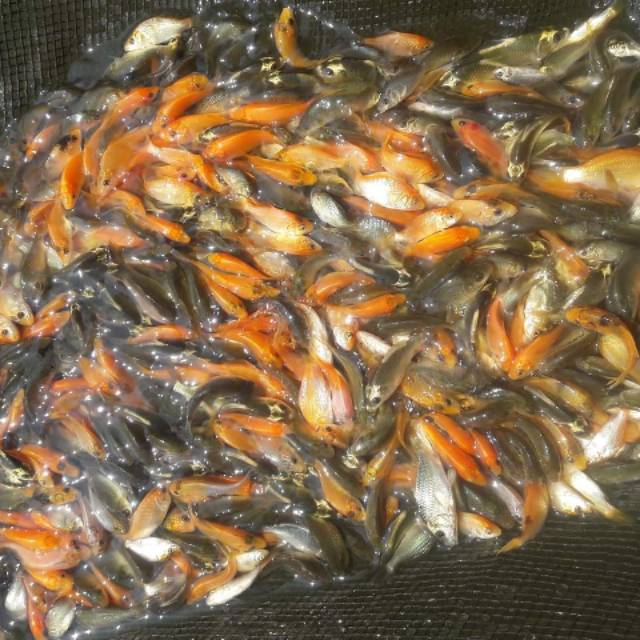 Anakan Ikan  Mas  Kecil Hidup Untuk Pakan atau Umpan Makanan 